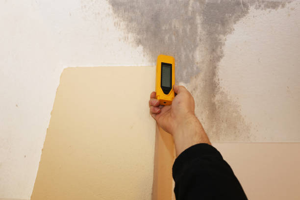 Professional Mold Removal in Dale, PA