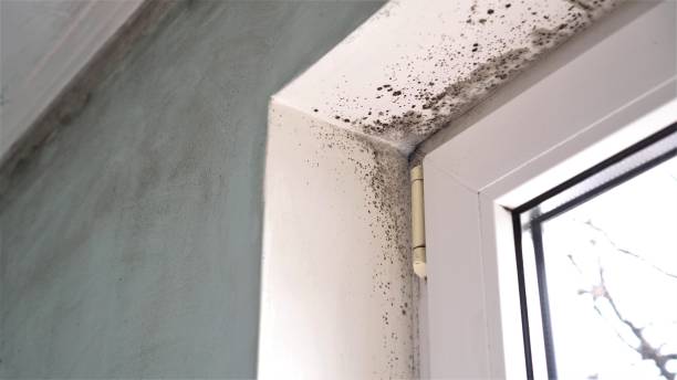 Mold Odor Removal Services in Dale, PA