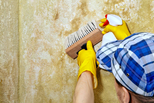 Best Mold Prevention Services  in Dale, PA