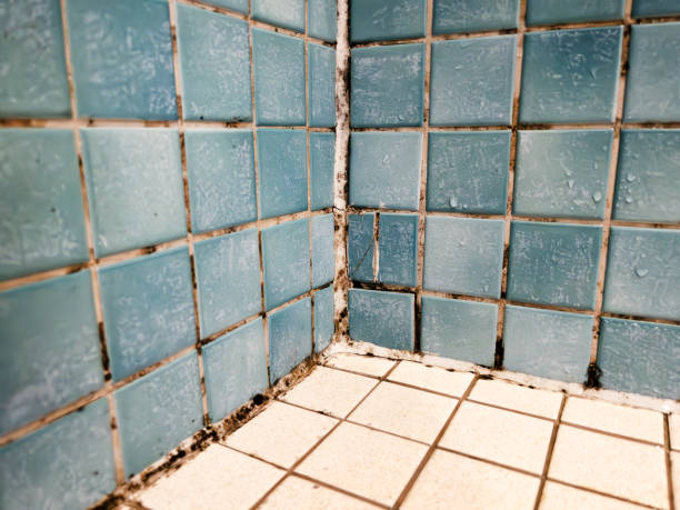 Best Mold Removal for HVAC Installations  in Dale, PA