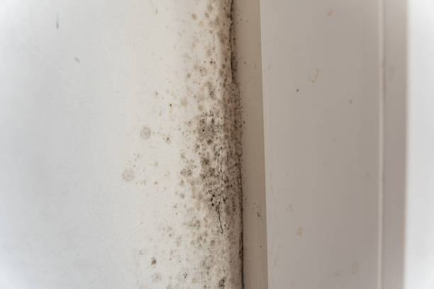 Best Air Quality Testing for Mold Spores  in Dale, PA